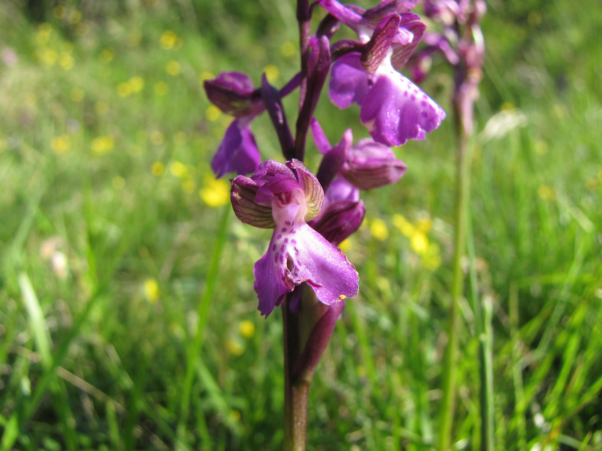 Neotinea tridentata, Ochis militari, simia e Anacamptis morio